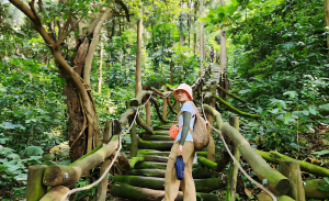 極美精靈系森林，五葉松巨木，頭嵙山，黑山，黑山北峰