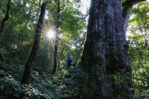 2019遺落的巨人森林聚落--唐穗山