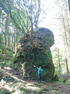 水田林道上貴妃山-鞍部石猴-那結山O型走