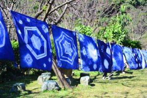 陽明山「花漾健行，手作藍調」邀請樂齡族共賞山林、慢玩藍染