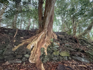【高雄】六龜警備線～北段桃源一帶三個分遣所