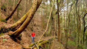 尋幽訪古遊走千年巨木和幻霧美森的樂山林道