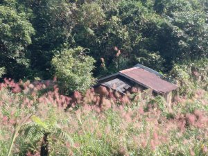 雙溪區東內平林山+上平林山+平林山去回