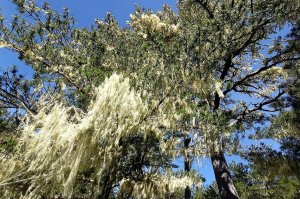 【台東】戒茂斯上嘉明湖--松樹與松蘿的百年纏綿