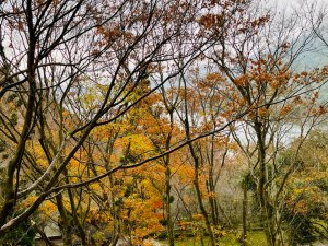 1111229太平山-清水坑山-石門山。石門水庫楓槭林