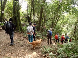 三隻狗狗一起爬竹東五指山 (小百岳#30)