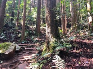 加里山  忘憂的故鄉