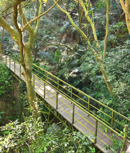 龍鳳谷森林步道