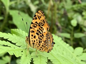 20251004高雄尾寮山-西北峰