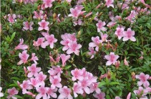 杜鵑杜鵑幾月開，福山植物園報給你知