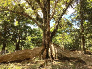 【活動】歡慶雙十 來趟秋日森林慢旅！ 林業保育署12處國家森林遊樂區半票優惠入園