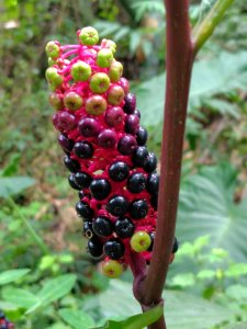 再訪雙林山、杜仔湖步道、雙子山