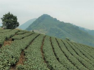 登梨子腳山(小百岳#57) 欣賞茶園風光