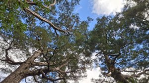 20251026合歡溪步道