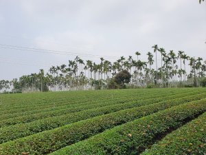 松柏坑山、田園茶香賞茶步道（小百岳）