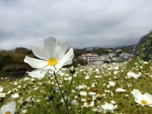 士林區礁坑橋+平溪步道+鵝尾山水田步道+大坪尾山+平菁步道O型