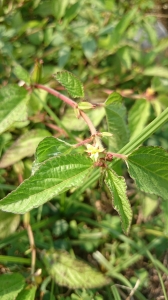 繩黃麻