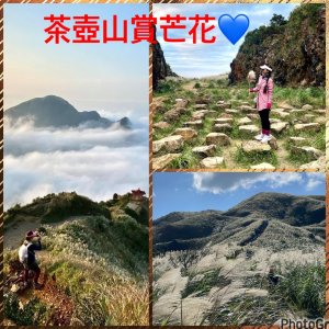 茶壺山賞芒花