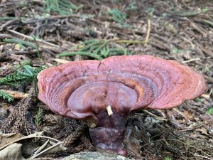 20250830台南八甲寮山-關廟山