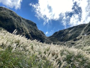 七星山步道、芒花搖曳