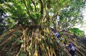 【台東】鸞山森林博物館.鸞山部落生態之旅2-探訪阿凡達生命之樹