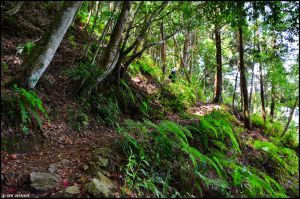 馬崙山..華麗的森林步道..谷關七雄 