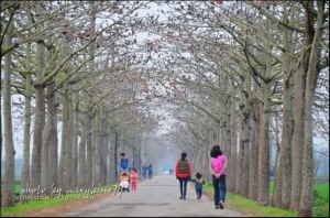 【開花筆記】台南木棉花.嘉義黃金風鈴花還沒開