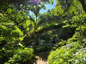 桃園石門山（小百岳）