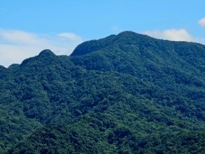 (天上山系)望月亭桐花-2025微笑山線大縱走尋寶集章任務