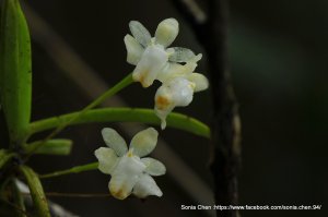命中註定的默契 2026 D0327 ｜雨中的台灣風蘭