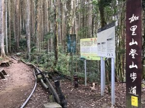 台灣小富士山「加里山」─雲海的故鄉欣賞杉木林~