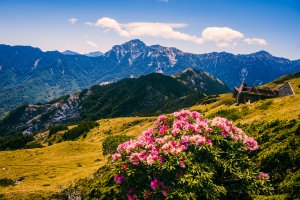 【合歡東峰】杜鵑花季