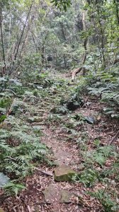 20260220大慈寺參拜道-四十基石-中正山-中正山東南峰