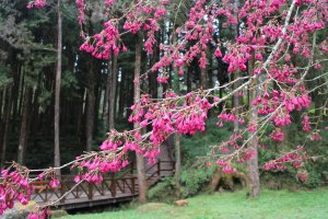 【新聞】阿里山花季開跑 疏運資訊要注意