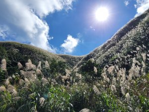 就愛秋芒--半屏山