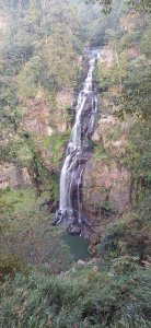 杉林溪青龍蕨類步道.南投竹山