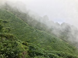 【南投竹山鎮】迷霧迷路迷途之金柑樹