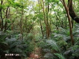 【台中。和平】清悠賞景。 德芙蘭生態步道