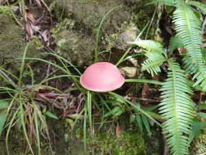 微笑山線之筆架連峰