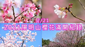 2021台北櫻花季特報?滿開花況紀錄 (2/21)