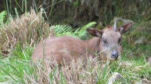 《台中》林道獨角獸｜大雪山210林道（船型山林道）上烏石坑山