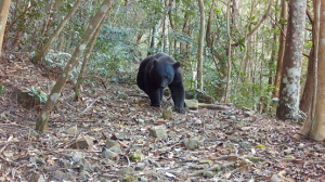 桃山部落連續兩年拍攝黑熊影像 再獲黑熊生態服務給付獎勵金