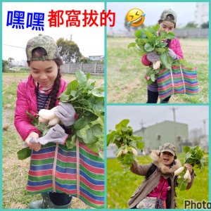 頭份kemp老家農家樂❤️控窯雞烤蕃薯挖蘿蔔現採青菜🥬