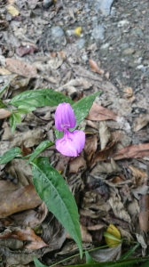 長花九頭獅子草