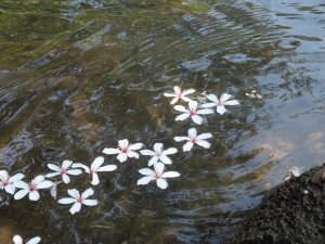 基隆市瑪西桐花步道(富民親水公園)O型