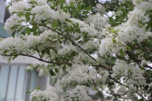 2026-04-02 台大校園漫遊順賞流蘇花