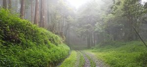 深幽與朦朧 迷霧森林∥二萬坪步道，阿里山水山巨木步道