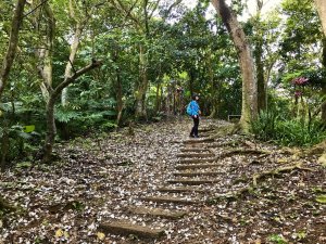 【新北土城區】桐花世界~太極嶺、天上山O型（石門路登山口）