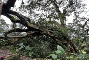 連走微笑山線第一段＋第二段（大棟山系）