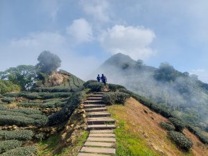 【雲嘉五連峰】漫步高山茶園的仙境小百岳，太平老街起登，連走太平山、梨子腳山、馬鞍山、二尖山、大尖山